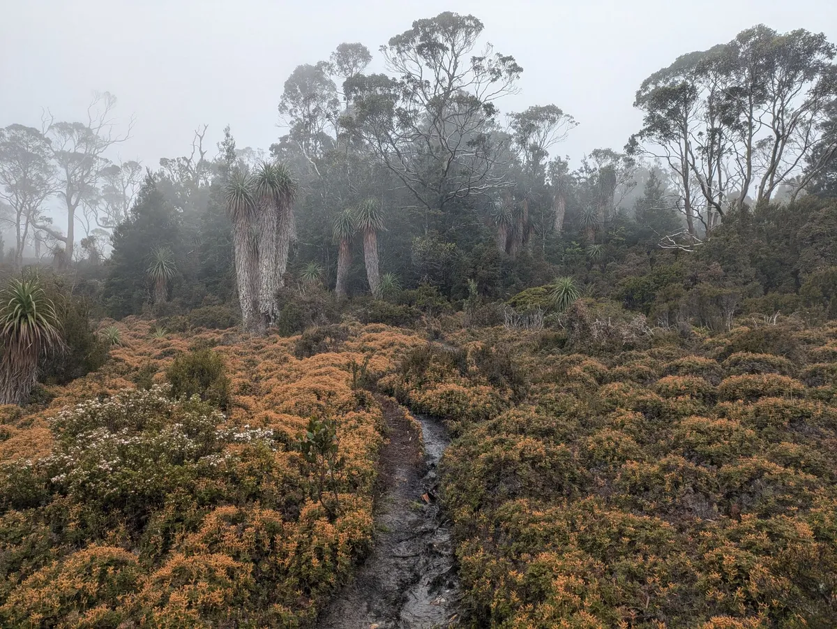 Fleurs sauvages a l'entrée d'une forêt tropicale