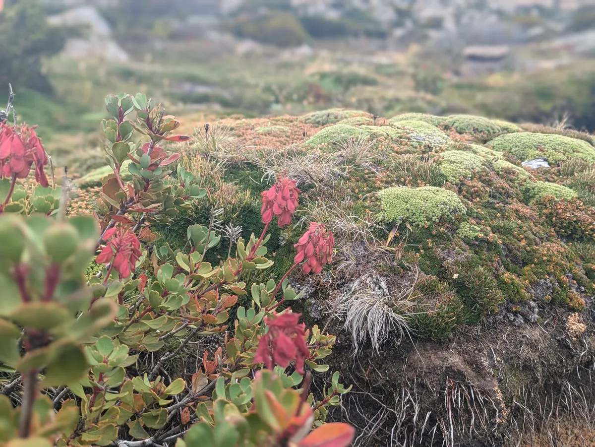 Plante à coussins