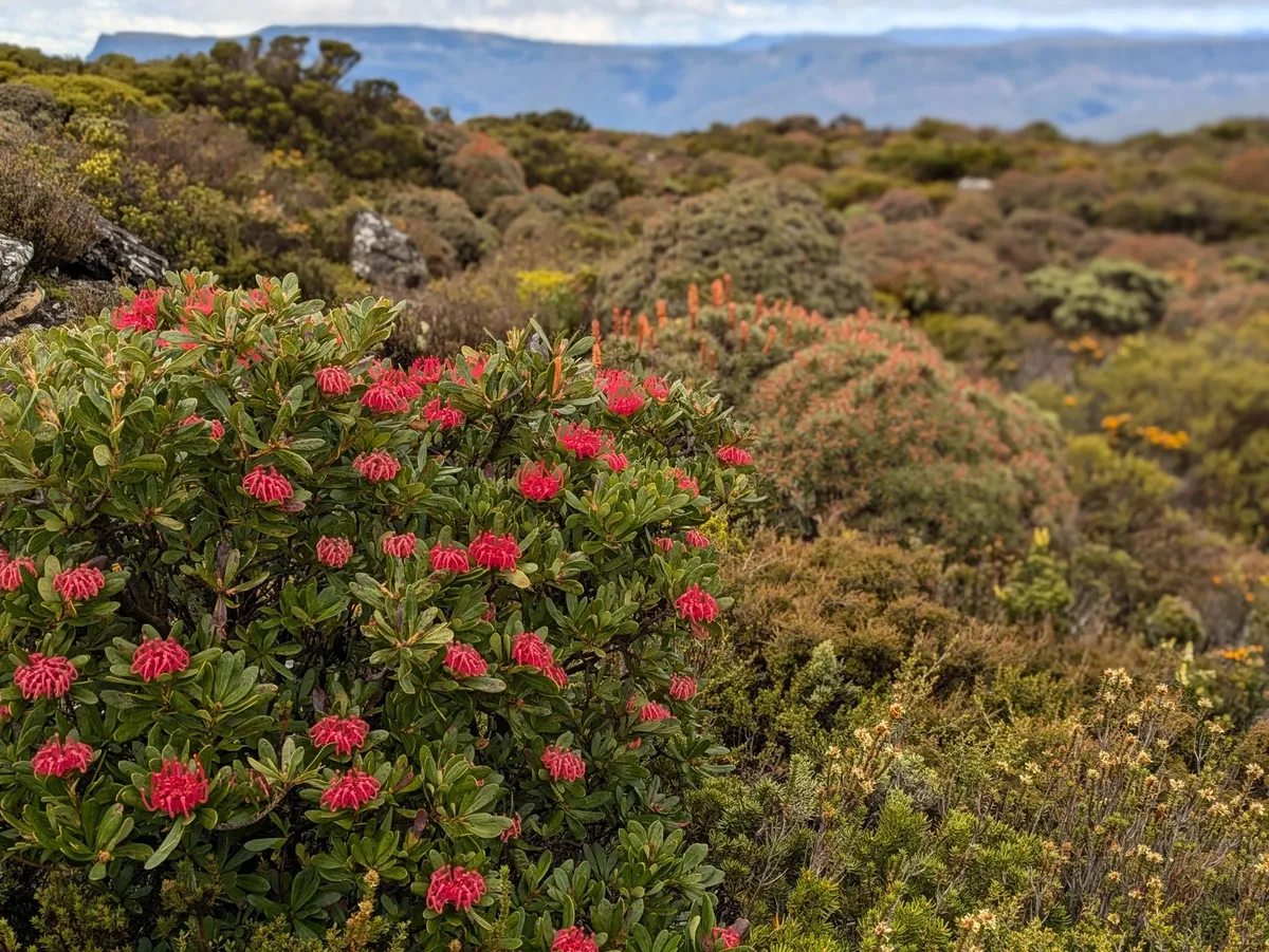 Fleurs sauvages et waratah sur un plateau montagneux