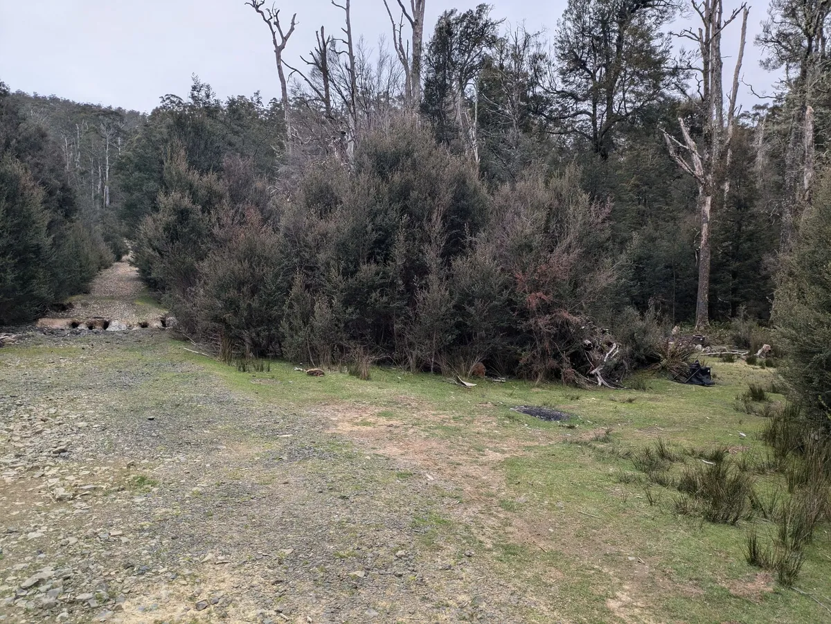 Place pour se garer dans la forêt