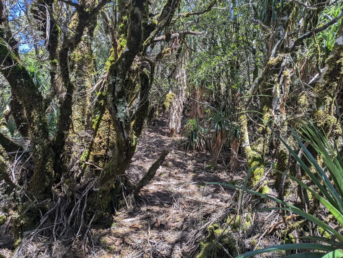 Arbres recouverts de mousse au milieu desquels on pourra se frayer un chemin