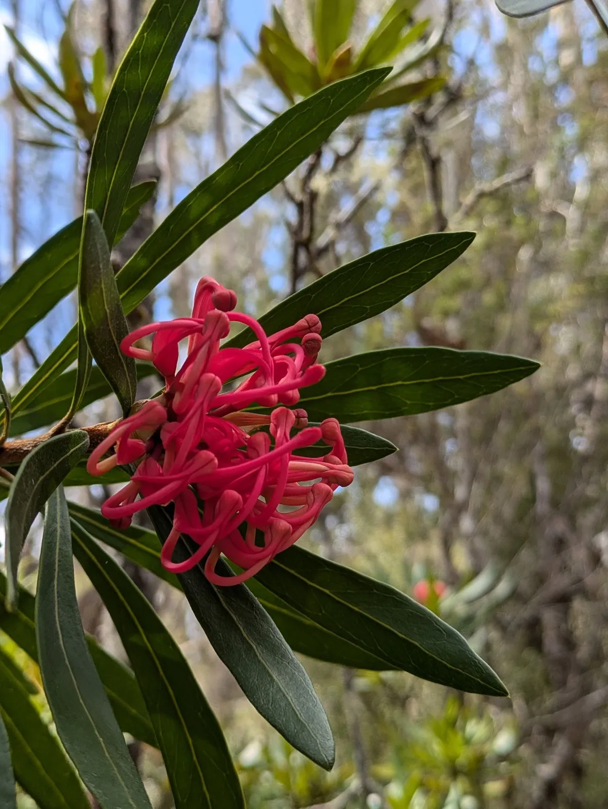 Waratah en fleurs