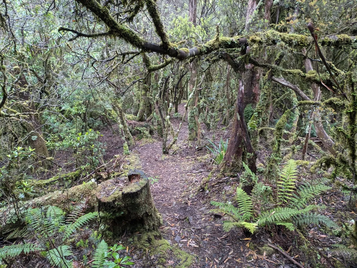 Paysage de rainforest