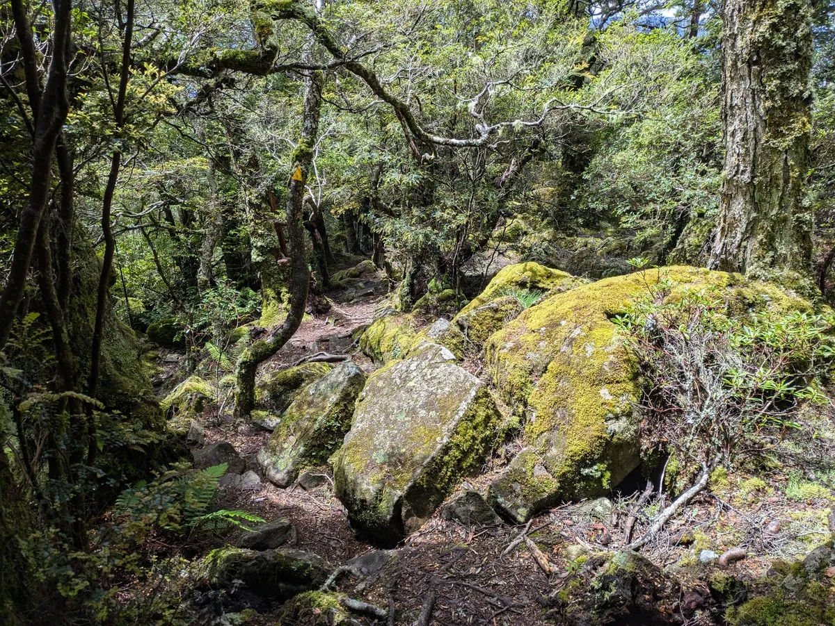 Pierres recouvertes de mousse dans la forêt