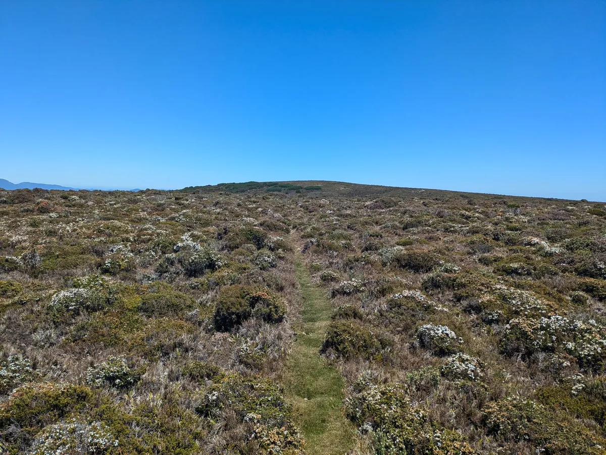 Plateau montagneux, sente herbeuse et fleurs sauvages