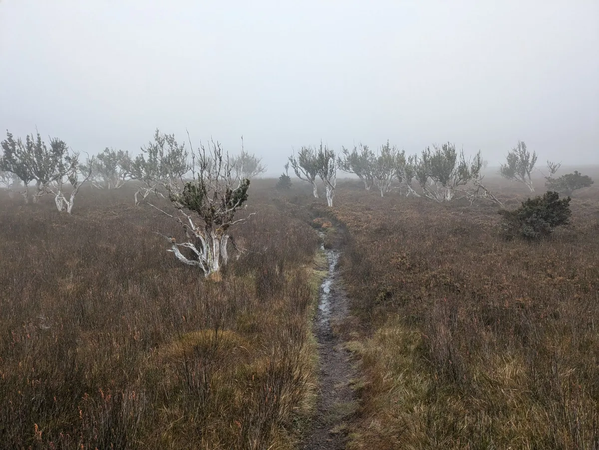 Plaine brumeuse