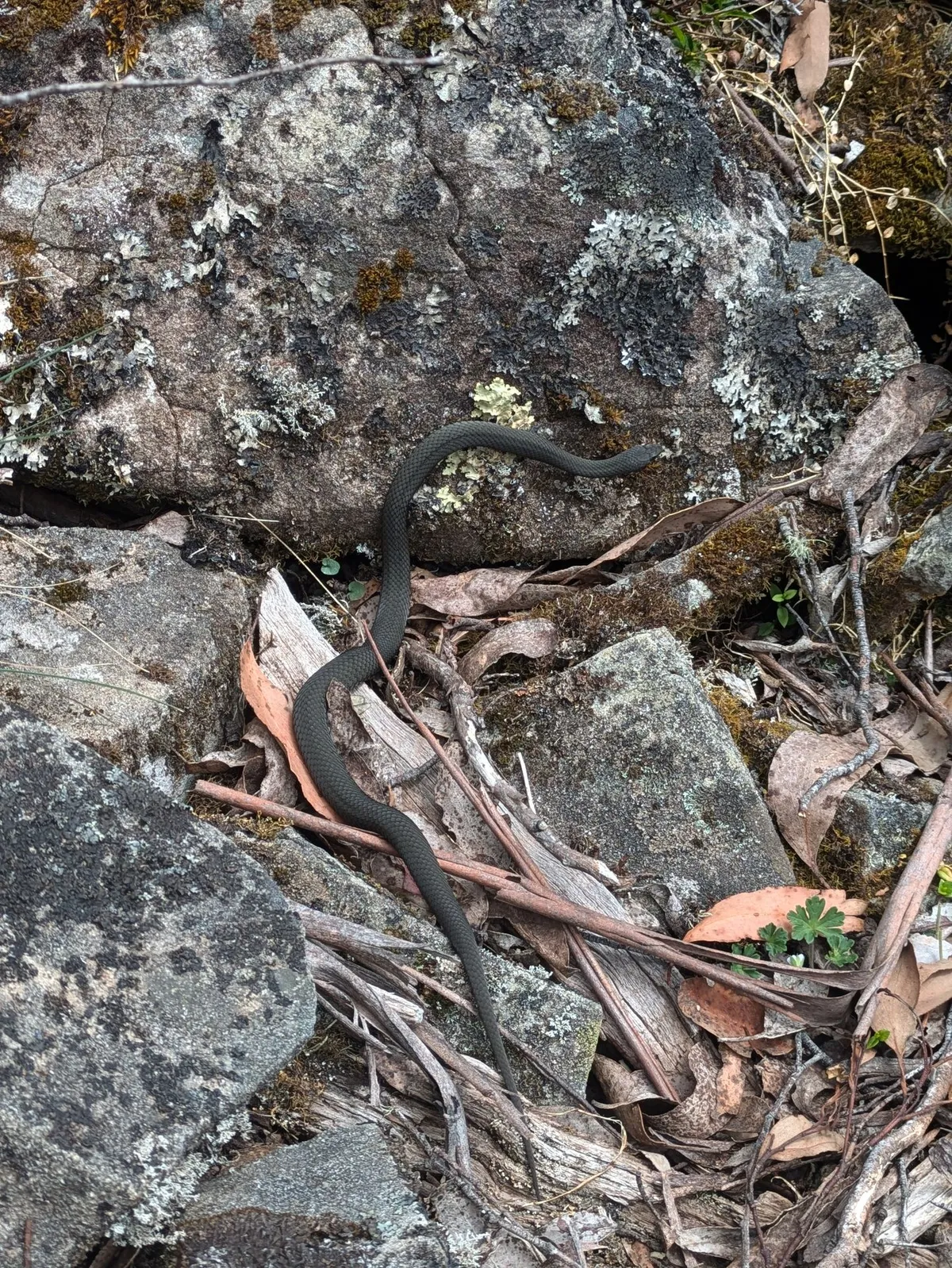Serpent dans les rochers