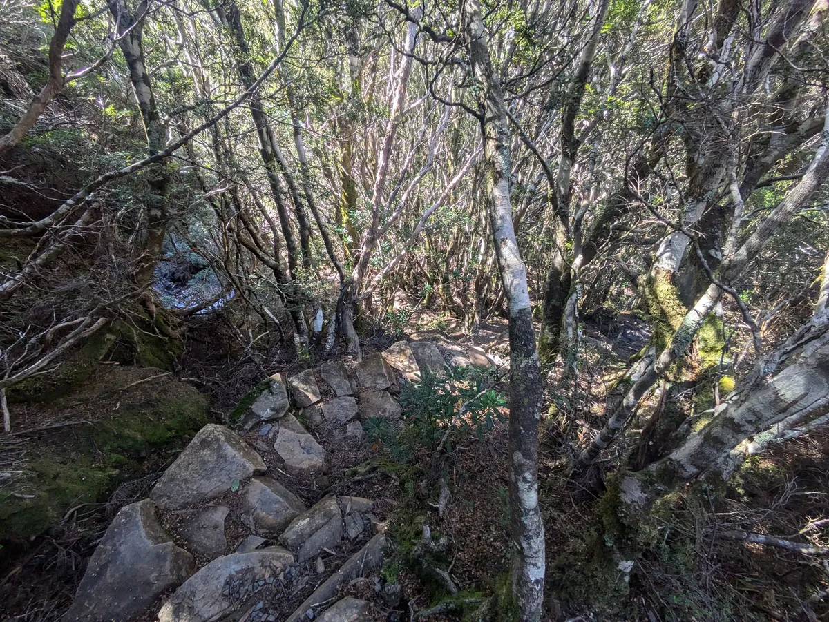 Marches en pierre dans la forêt