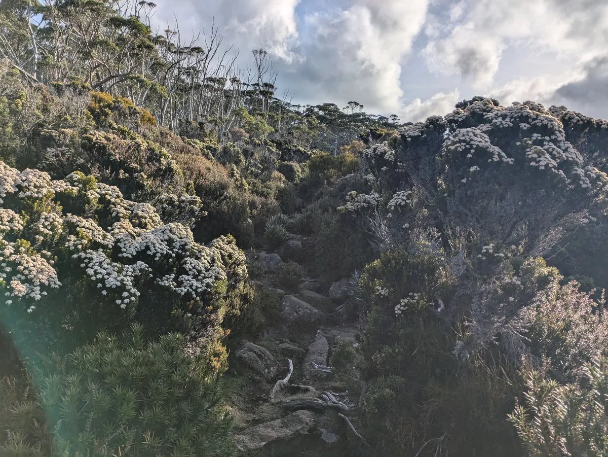 Arbustes de Tasmanie