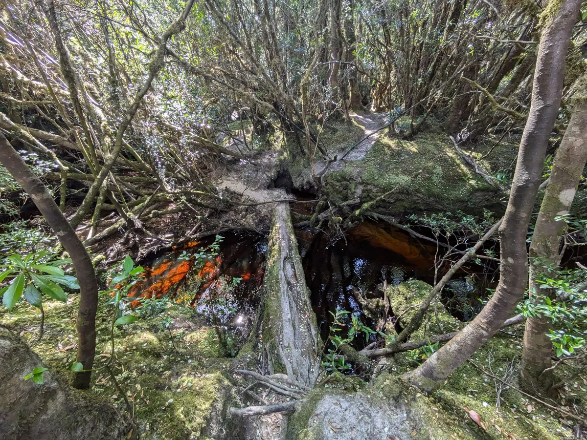 PTronc d'arbre permettant de traverser jun cours d'eau