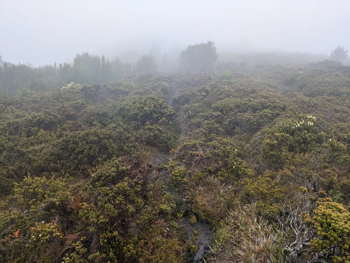 Sentier de montagne dans la brume